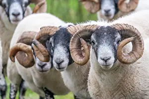 Skye: Domestic sheep (Ovis aries) in a meadow, Isle of