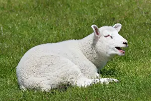 Bleating: Domestic sheep (Ovis gmelini aries) bleating lamb