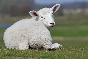 Dike: Domestic sheep (Ovis gmelini aries) lamb resting