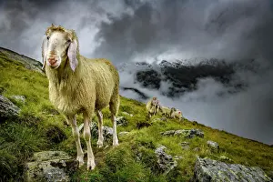 Stubai: Domestic sheep (Ovis gmelini aries) on mountain