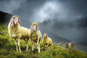 Stubai: Domestic sheep (Ovis gmelini aries) on mountain