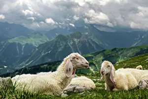 Reutte: Domestic sheep (Ovis gmelini aries) on mountain