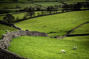 Surrounded: Domestic sheep (Ovis gmelini aries) on pasture surrounded