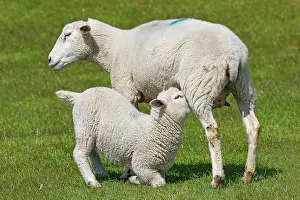 Thirst: Domestic sheep (Ovis gmelini aries) suckling lamb