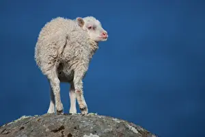 Lambs: Domestic Sheep (Ovis orientalis) on a rock, Westfjords