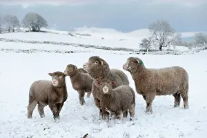 Lambs: Domestic sheep, Poll Dorset, ewes and lambs standing