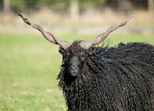 Multi: Domestic sheep, Racka, Hungarian multi-purpose breed