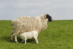 Ammon: Domestic sheep sheep with lamb
