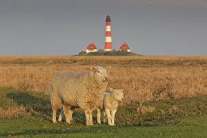 Westerheversand: Domestic Sheep sheep with lamb at Lighthouse