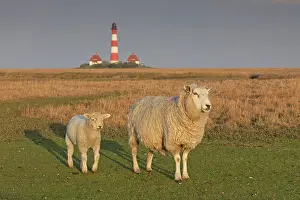 Westerheversand: Domestic Sheep sheep with lamb at Lighthouse
