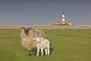 Westerheversand: Domestic Sheep sheep with lamb at Lighthouse