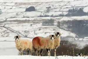 Marked: Domestic sheep, Swaledale ewes, with markings from