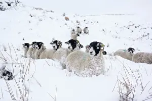 Cumbria: Domestic sheep, Swaledale flock wandering through