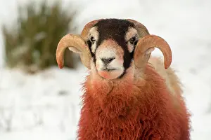 Herbivorous: Domestic Sheep, Swaledale ram, covered in dye raddle