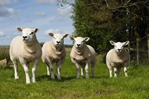 Lamb: Domestic Sheep, Texel tup lambs, all produced by same sire