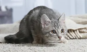 Crouching: Domestic short haired cat indoors
