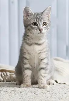 301020: Domestic short haired cat indoors