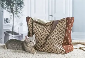 301020: Domestic short haired cat indoors