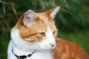 Worcester: Domestic shorthair cat marmalade in garden