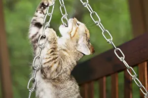 Biting: Domestic shorthair kitten biting chain
