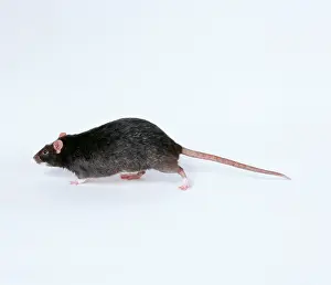 Silvered: Domestic Silvered Black Rat