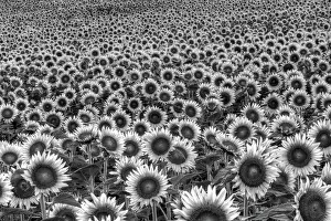 Composite: Domestic Sunflower field