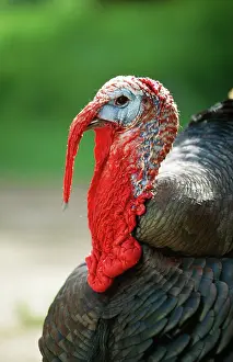 Hans D Dossenbach: Domestic TURKEY - Close-up of head