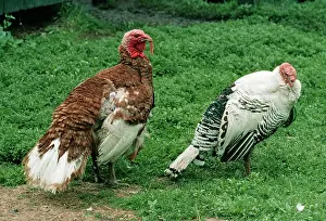 Bourbon: Domestic TURKEYS - Bourbon Red (left) and Royal Palm