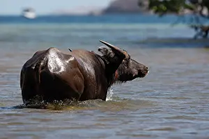 Returned: Domestic Water Buffalo or Domestic Asian Water