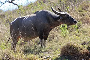 Returned: Domestic Water Buffalo or Domestic Asian Water