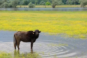 Bogs: Domestic water buffalo at the edge of lake Kerkini Greece