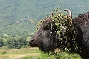 Bogs: Domestic water buffalo with plants on head Kerkini Greece
