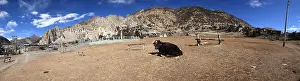 Plans: Domestic Yack lying village Braka Nepal Himalayas