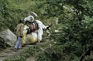 Consumer: Domestic Yack amount of stairs India