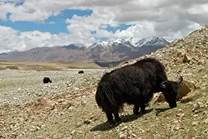 Brian Mcdairmant: Domestic Yak