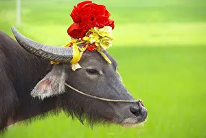 Rings: Domestic yak decorated - Region Ninh Binh Vietnam