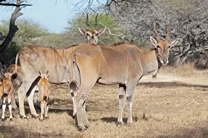 Eland: Domesticated Eland