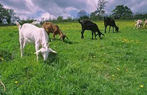 Anthony Harrison: Domesticated Goats - billy / nanny goats graze