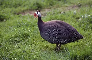 Guineafowl: Domesticated guineafowl in the grass