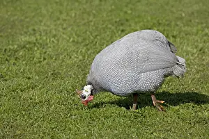 Cotswolds: Domesticated Helmeted guineafowl Numida meleagri