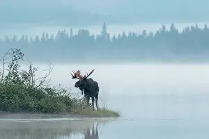 Dominant: Dominant bull moose standing on a lakeshore duri