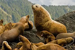 Charlotte: Dominant bull steller sea lion on rookery