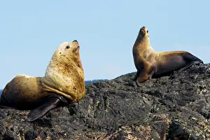 Charlotte: Dominant bull steller sea lion on rookery
