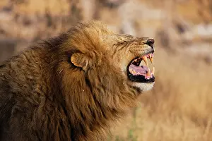 Khwai: Lion
