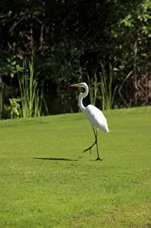 Golf: Dominican Republic, Caribbean, Punta Cana