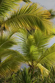 Cana: Dominican Republic, Punta Cana Region, Bavaro