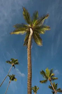 Punta: Dominican Republic, Punta Cana Region, Bavaro