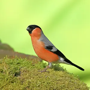 Cardueline: Dompfaff (Pyrrhula pyrrhula), Mannchen auf Moos