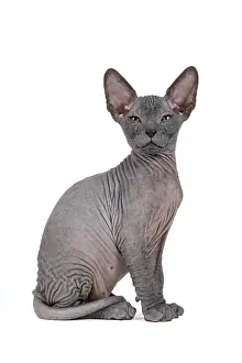 Donskoy: Don Sphynx kitten, 8 weeks, Black
