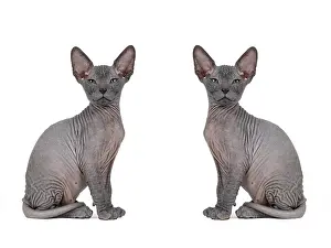 Donskoy: Don Sphynx kitten, 8 weeks, mirrored image, colour
